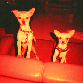 chihuahuas